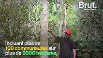 Reforestations, rémission du trou de la couche d'ozone...En 10 ans, les choses peuvent aussi changer pour le mieux