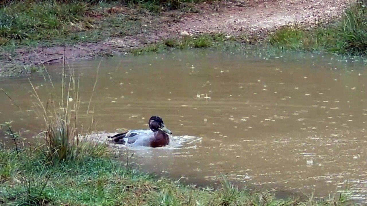 Die einsamste Ente der Welt ist tot