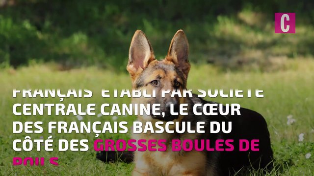 Le berger australien, chien préféré des Français