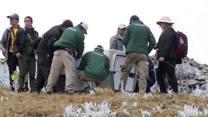 En Colombie, le condor des Andes menacé par l'homme