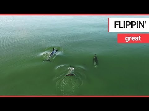 Stunning drone footage shows dolphins playing off the British coast | SWNS TV