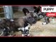Zoo celebrate the arrival of 11 extremely endangered Painted Dog puppies | SWNS TV