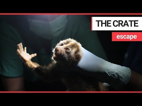 Adorable slow lorises rescued from tiny crates are released back into the wild | SWNS TV