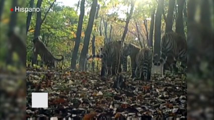 China difundió un video de una familia de tigres siberianos