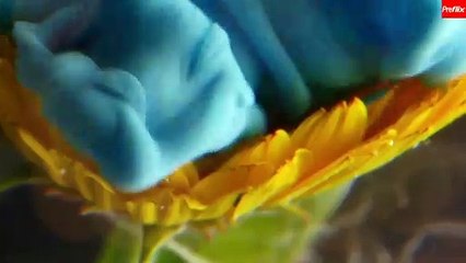 SIam Ahmed Best DIaloges!