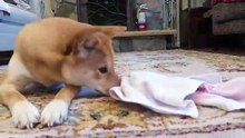 How Smart is a Shiba Inu Dog- Intelligence test