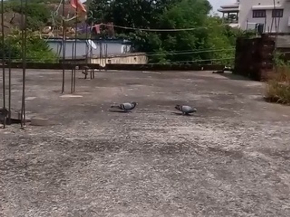 pigeons coming in roof suddenly