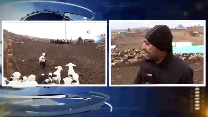 Koyunlar ve Kuzular Böyle Buluştu