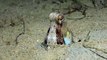 Diver Catches Octopus Burying Itself in Sand
