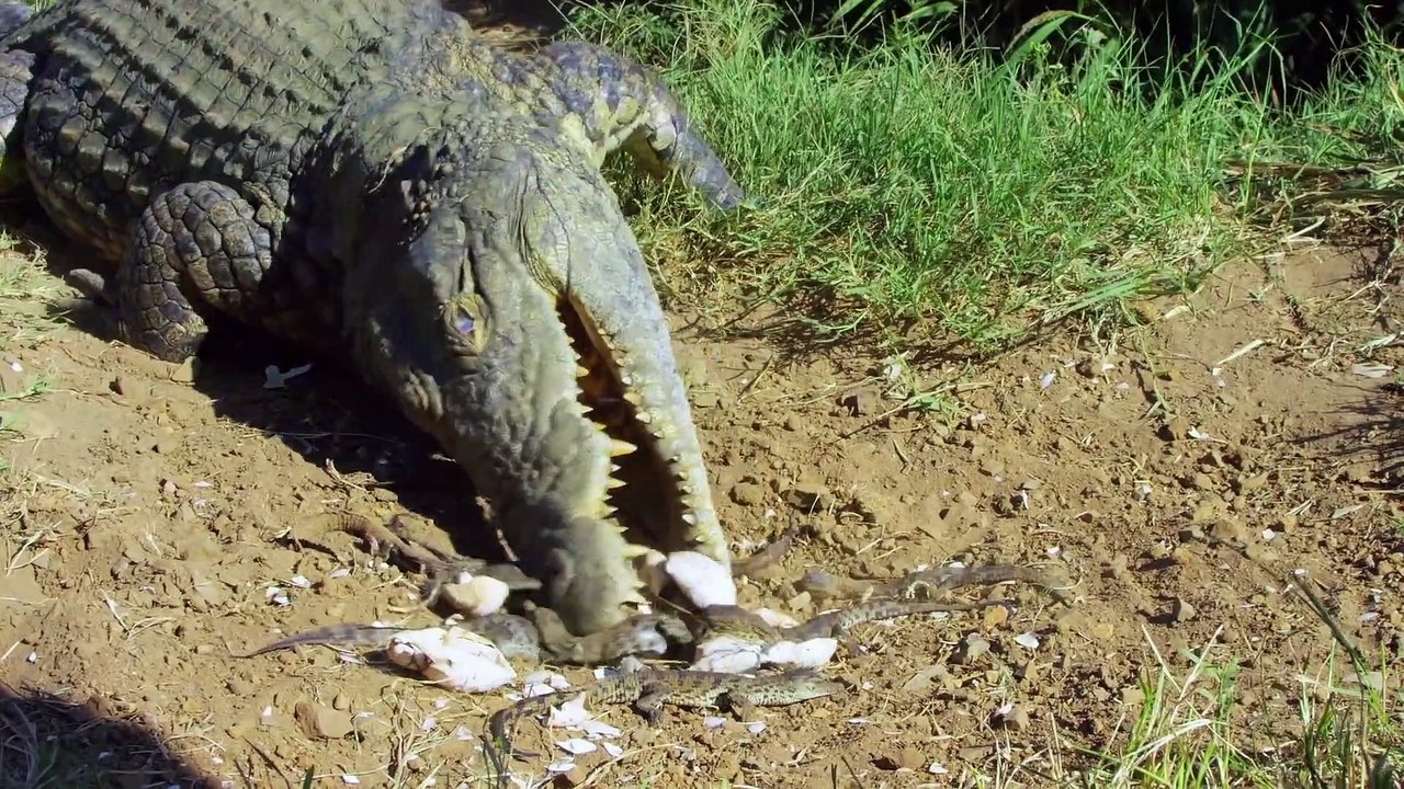 Regardez comment cette maman crocodile transporte ses bébés... Dans la gueule