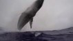 Une baleine de 40 tonnes fait un saut à quelques mètres d'un photographe