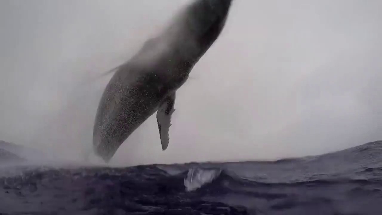 Une baleine de 40 tonnes fait un saut à quelques mètres d'un photographe