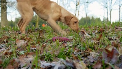 BBC1_Countryfile - North Yorkshire 27Jan19 - dog theft in the countryside