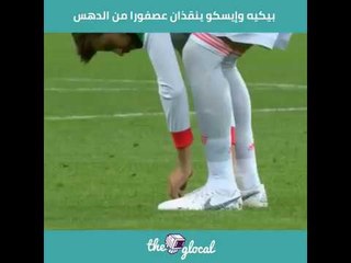 بيكيه وإيسكو ينقذان عصفورا من الدهس تحت أقدام اللاعبين خلال مباررة أسبانيا وأيران