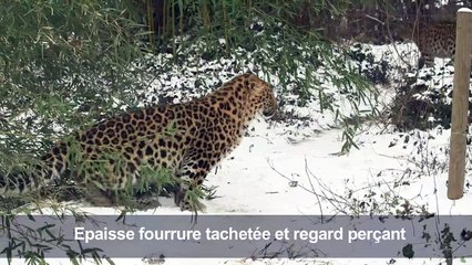 Deux léopards de l'Amour jouent dans la neige au zoo de Vienne
