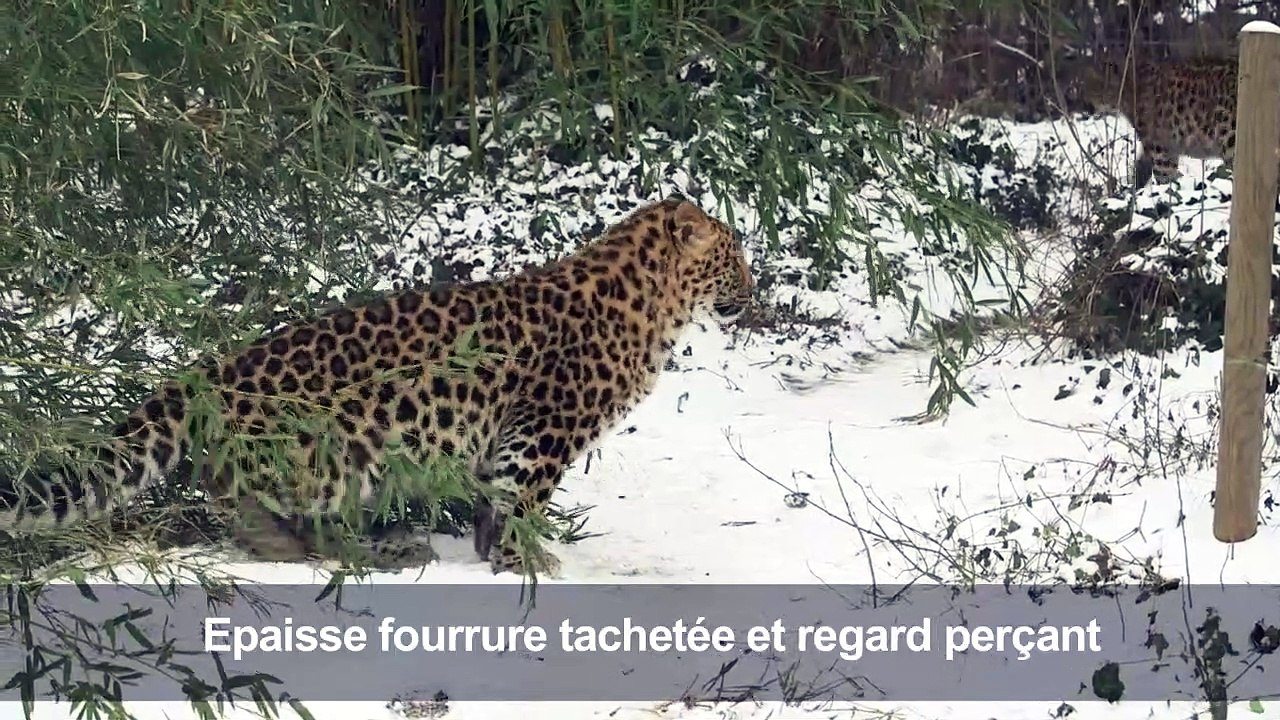 Deux léopards de l'Amour jouent dans la neige au zoo de Vienne