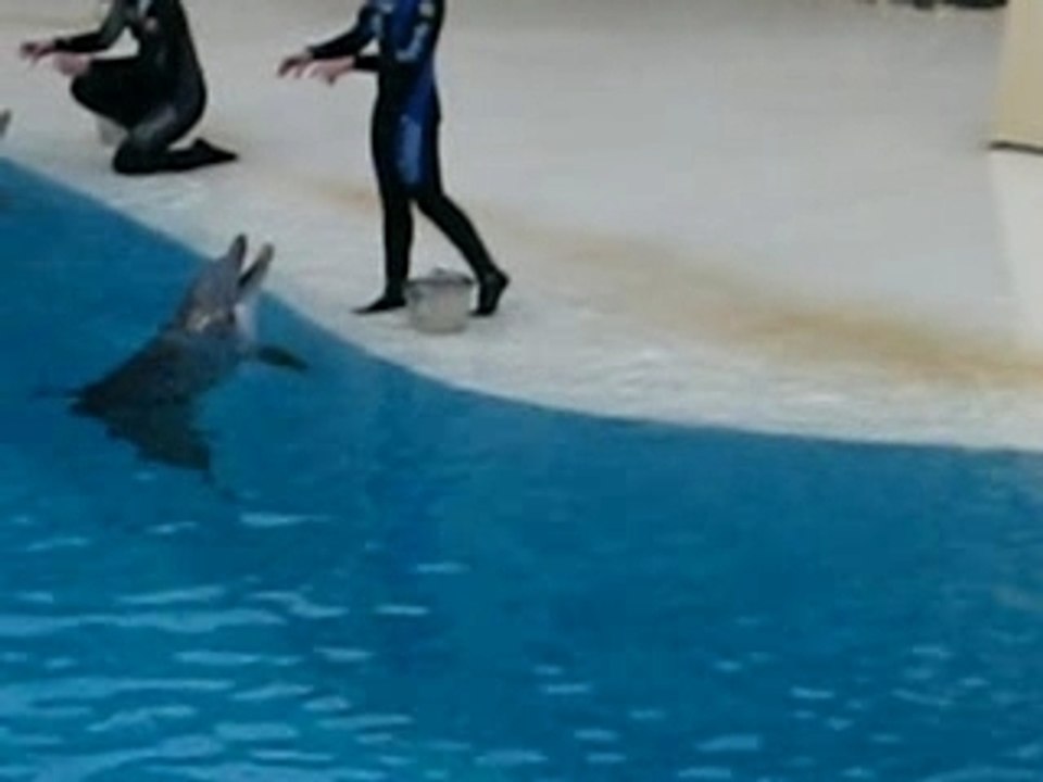 I delfini di Gardaland