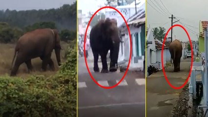 கோவையை கலக்கும் சின்னத்தம்பி யானை- வீடியோ