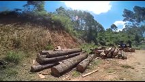 Polícia Ambiental apreende 60 toras de araucária, árvore símbolo do Paraná