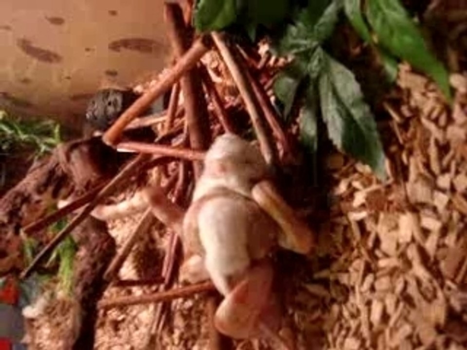 attaque elaphe gutts 4