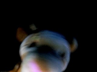 Simba voudrais deja etre roi