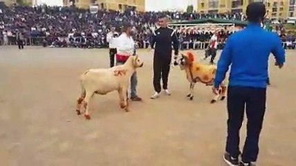 Local video on competition of sheep, once time watch it..