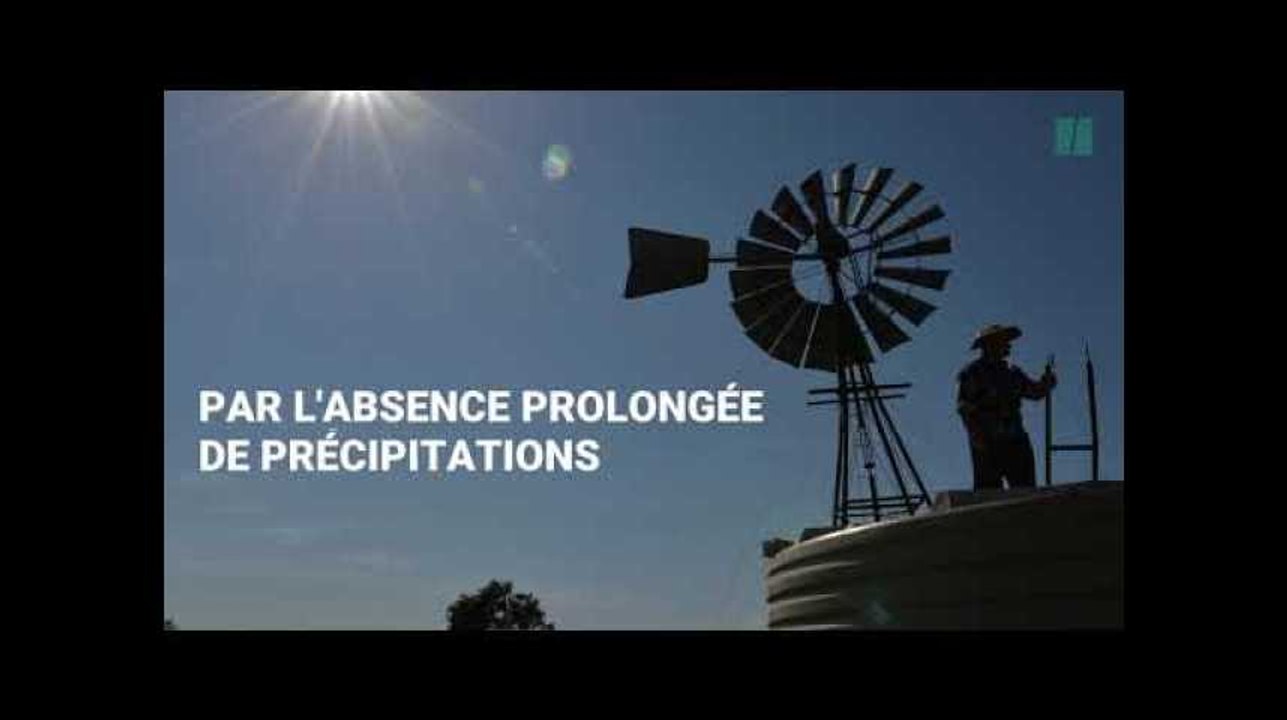 Des centaines de milliers de poissons morts en Australie