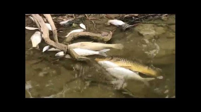 Des centaines de milliers de poissons morts en Australie