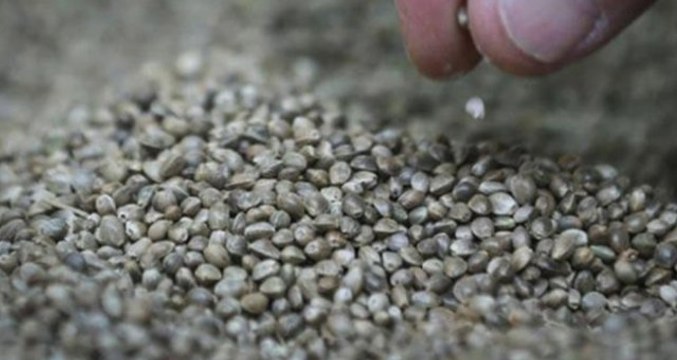 Kenevir Üretimi İçin Kritik Uyarı: Son Gün 1 Nisan