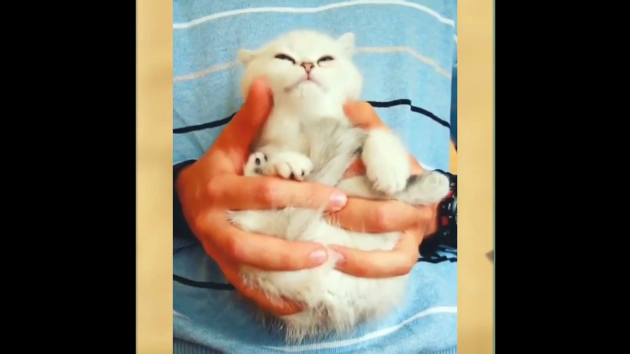 Funny cat compilation 2019 - try not to laugh challenge!