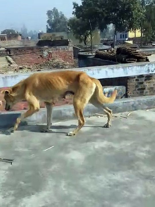 Dogi looking for food.