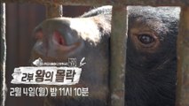 [예고] 창사특집 UHD 다큐멘터리 [곰] 다큐 2부  (2019년 2월 4일(월) 밤 11시 10분)