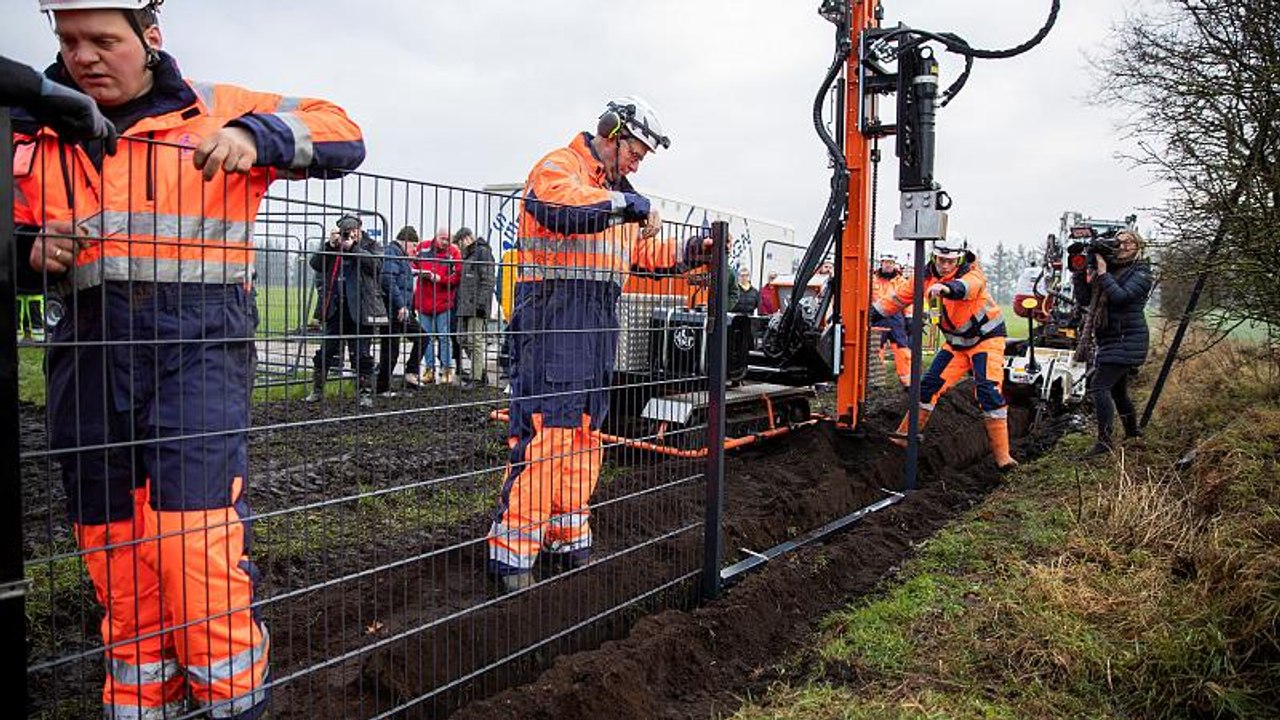 Rettet die Schweine: Dänemark baut Grenzzaun zu Deutschland