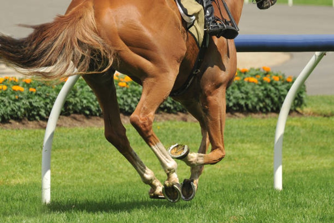 Combien coûte un cheval de course