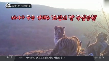 사이좋은 백두산 호랑이 가족!