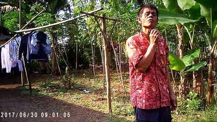 Nyabut Pohon Singkong Mantap Singkongnya gede gede