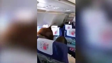 ¿Un perro sentado como pasajero de avión?