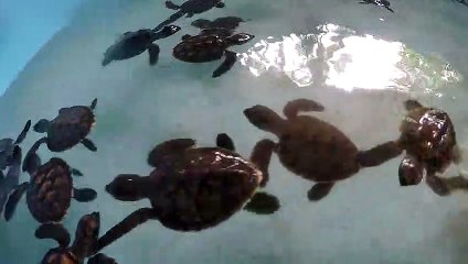 Anak Penyu di Penangkaran lucu dan imut