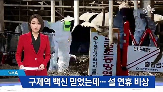 구제역 백신 믿었는데 방역 구멍…설 연휴 비상