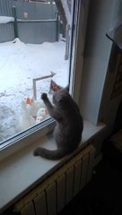 Un chat veut jouer avec des oies