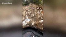 What the duck? Feathered flock blocks road, frustrating motorcyclist