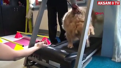 55 kiloya ulaşan ’Paşa’ bakın nasıl zayıflıyor