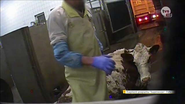 В Польше забивают больных коров