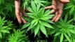 House passes bill legalizing medical marijuana