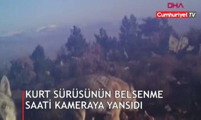 Kurt sürüsünün beslenme saati fotokapanda