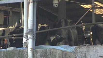 안성에서 구제역 또 확진 판정...확산 우려 커져 / YTN
