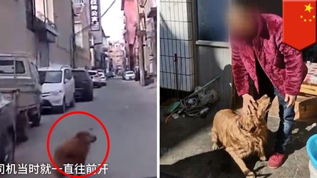 聰明狗狗！忠犬攔救護車救主人