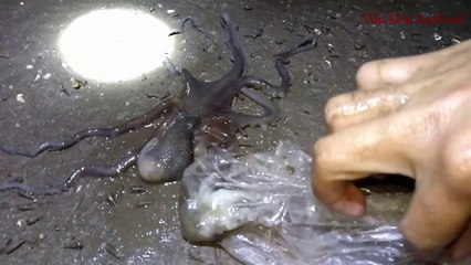 HUNTING OCTOPUS BẮT BẠCH TUỘC Ở BIỂN