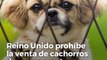 Reino Unido prohíbe la venta de cachorros de perros y gatos en tiendas