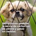 Reino Unido prohíbe la venta de cachorros de perros y gatos en tiendas